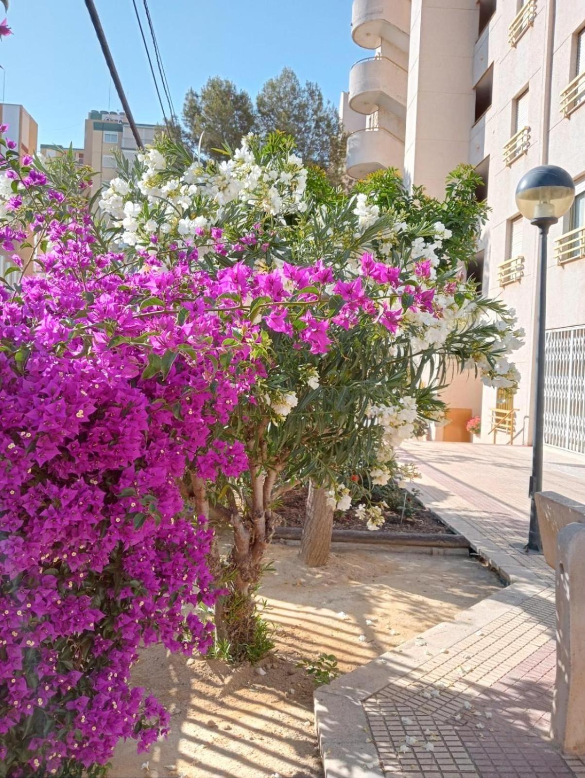 Balcon Del Mar Apartment Alicante Ngoại thất bức ảnh